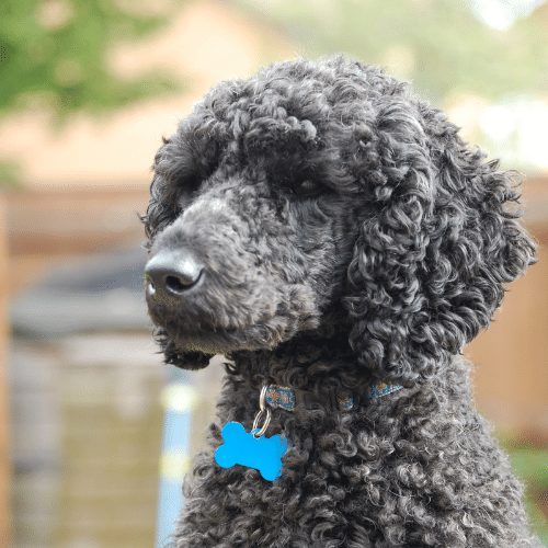 Happy poodle waiting to be reunited